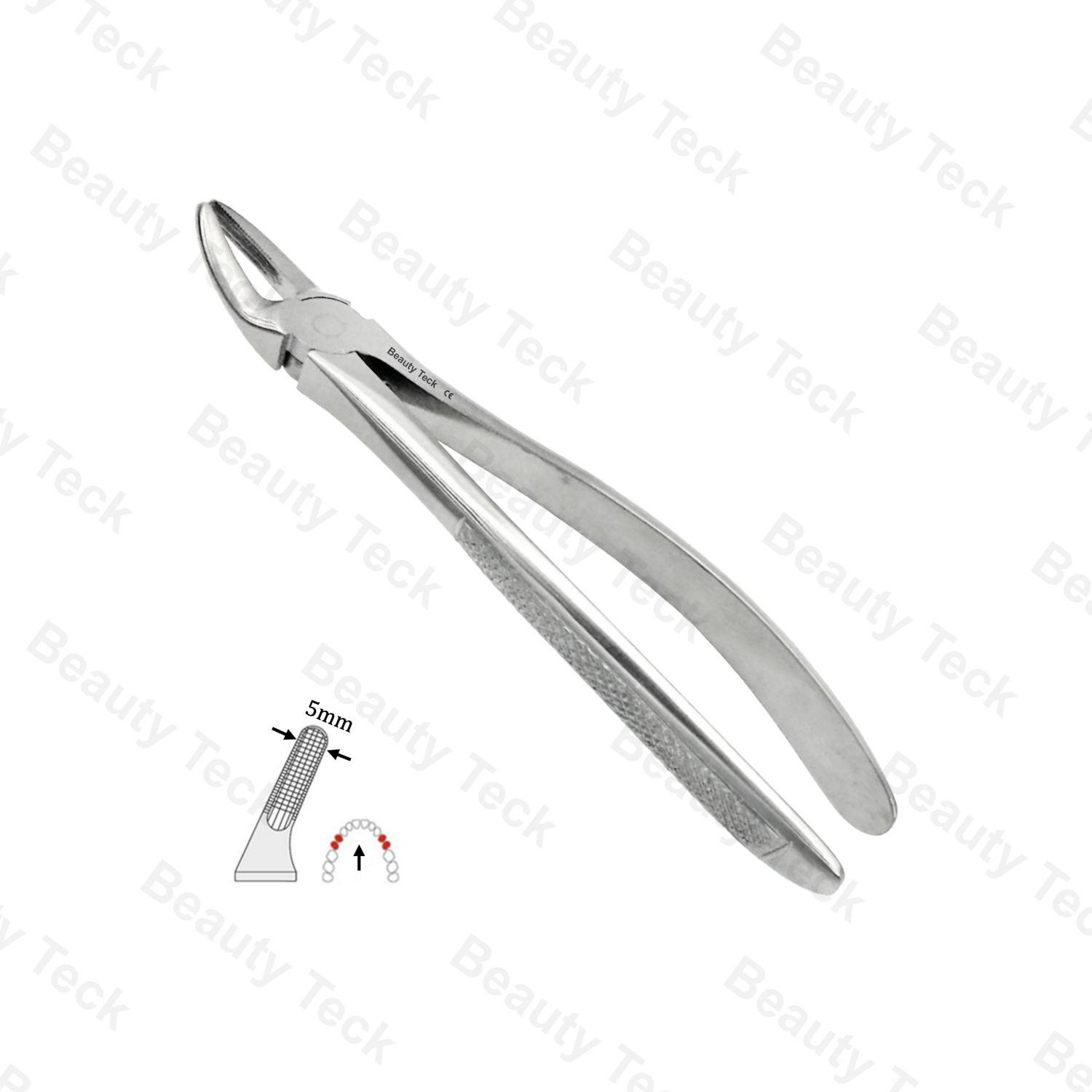 07 Upper Premolars EF, Serrated, EU