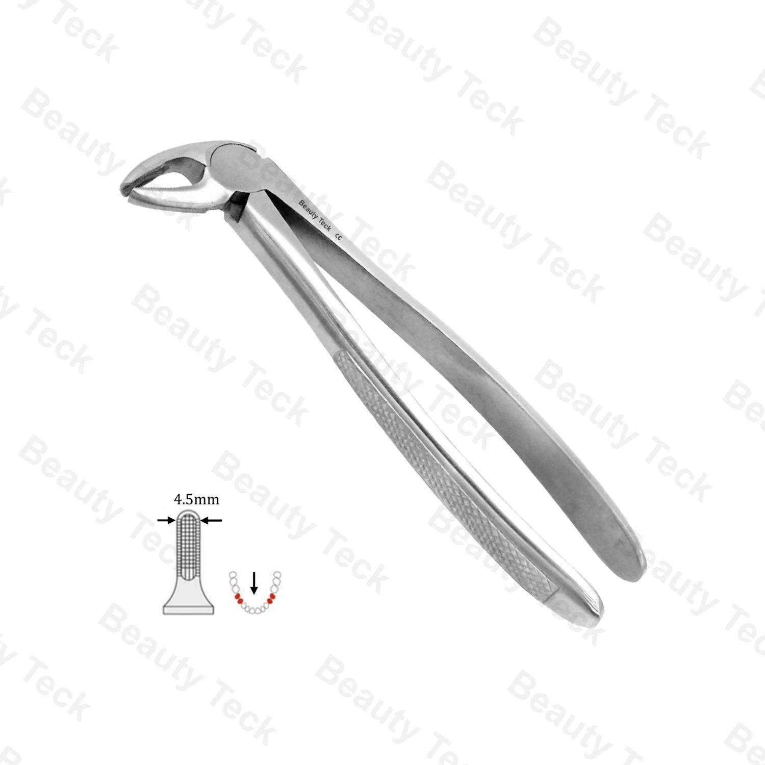 13 Lower Premolars EF, Anterior EF, Serrated, EU