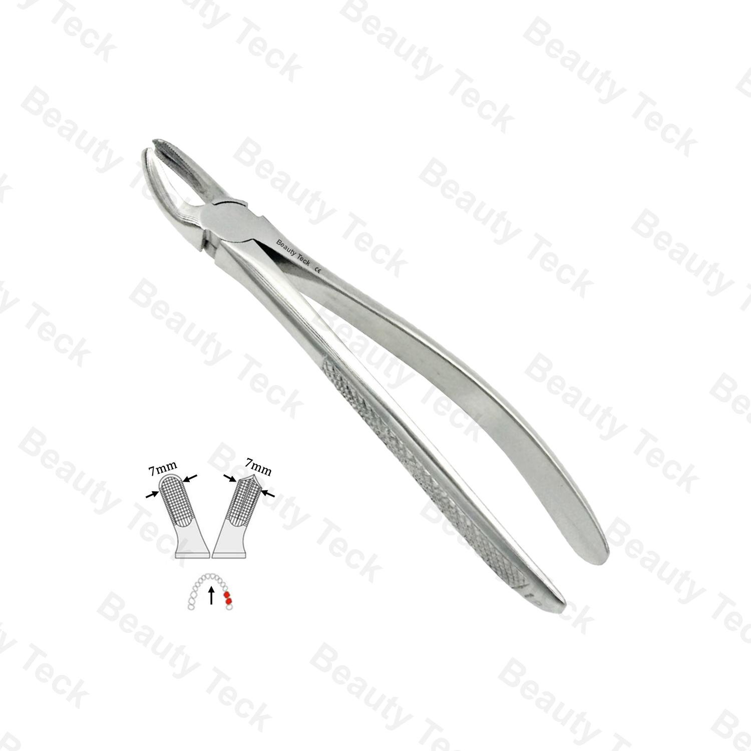18 Upper Molars EF, Left, Serrated,