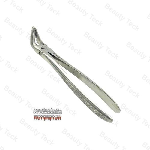 31 Lower Roots Both Sides EF, Serrated, EU